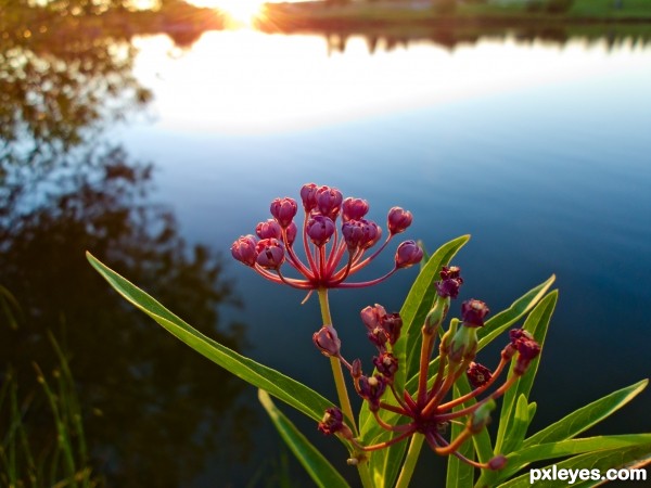 Asclepias