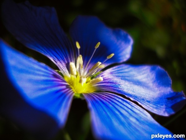 Blue Flax