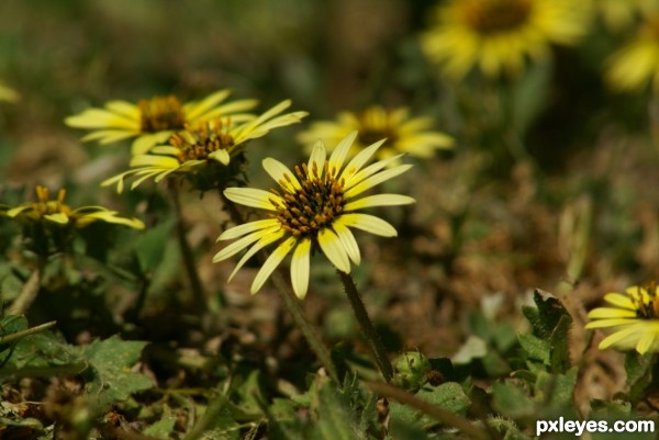 Cape Weed