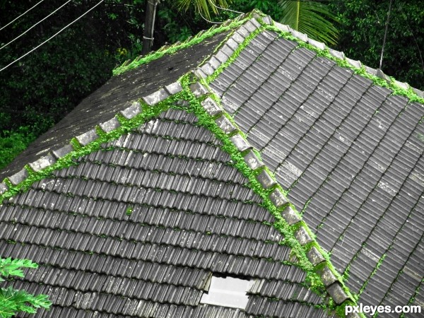 Coastal roof with weed decors