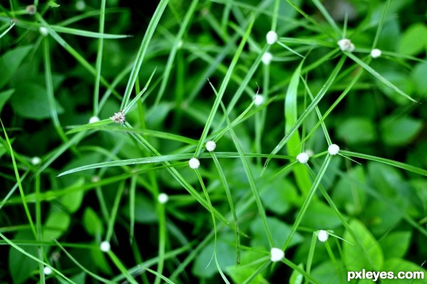 Cotton Bud Weed