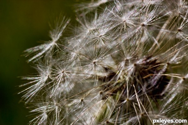 Dandelion