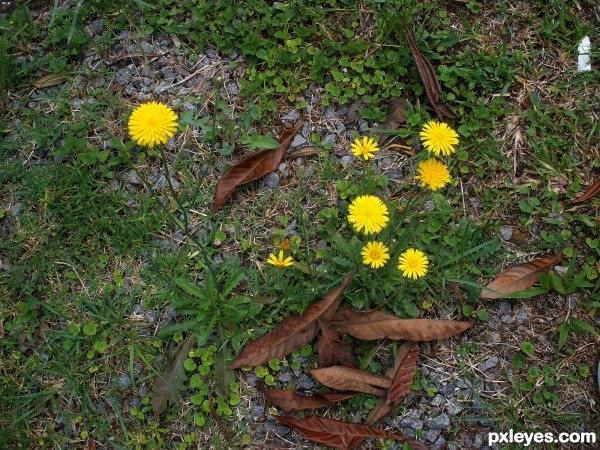 Dandelions