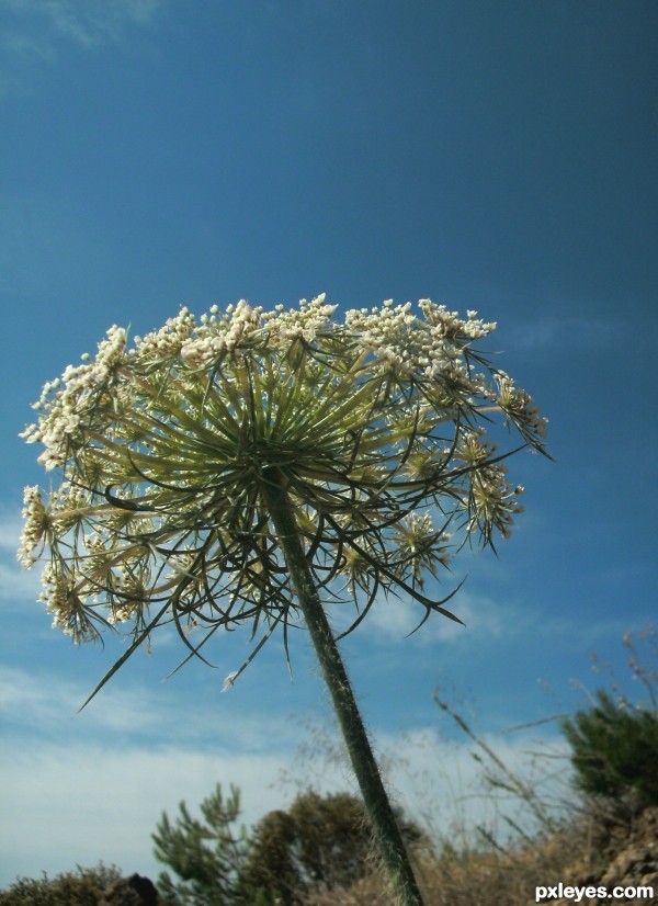 Lovely weed