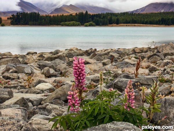 Lupins