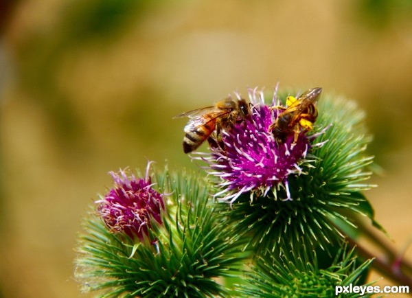 Purple weeds