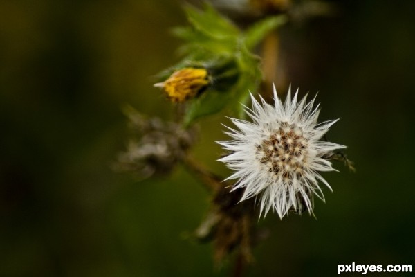 Spiky Flower