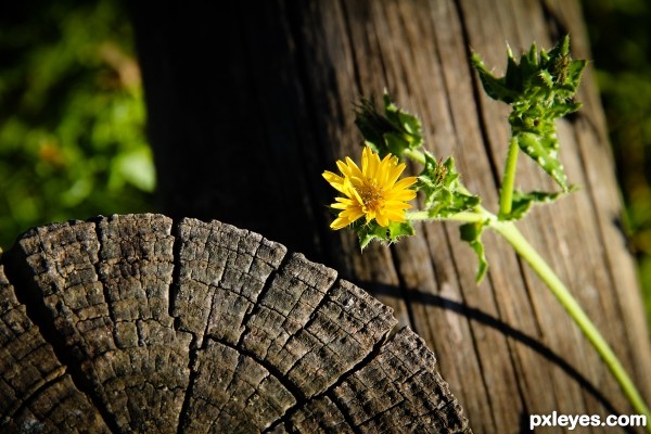 Weed Flower