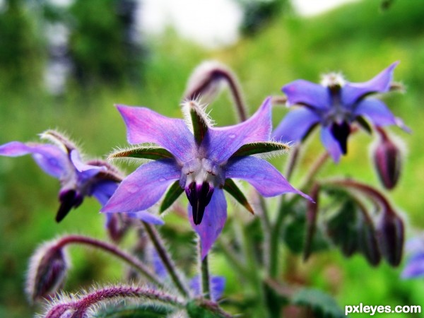 borago officinalis