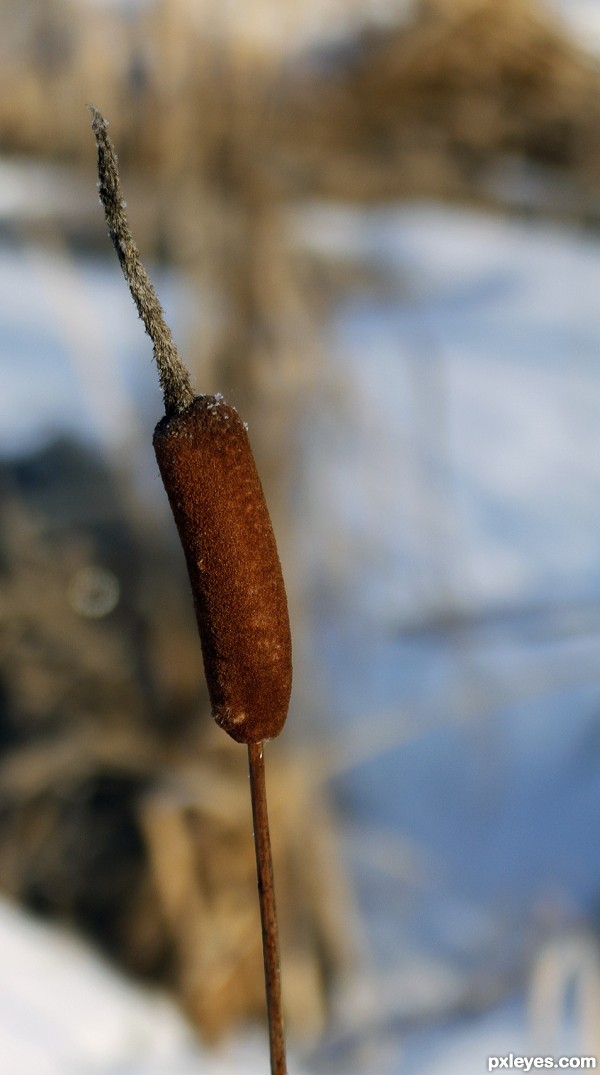 cat tails