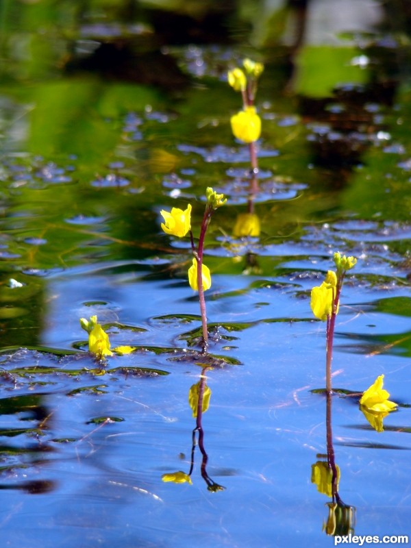 water weeds