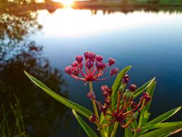 Asclepias Picture