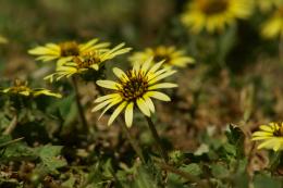 Cape Weed