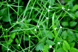 Cotton Bud Weed