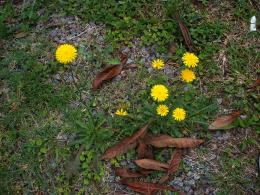 Dandelions