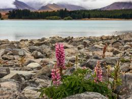 Lupins