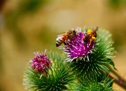 Purple weeds