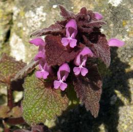 Red Dead-Nettle