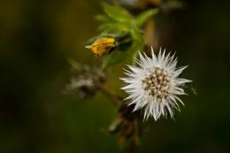 Spiky Flower