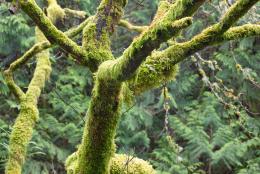 Tree Moss