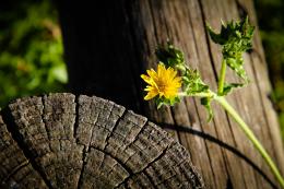 Weed Flower