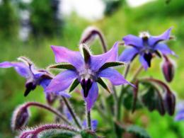 borago officinalis