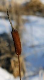 cattails