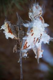 milkweed pods