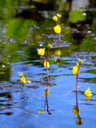 water weeds