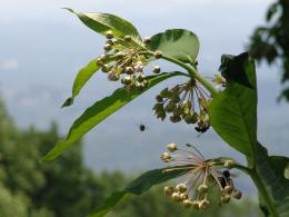 weed bees