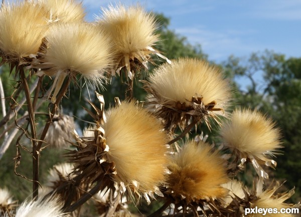 Big Fluffy thistles