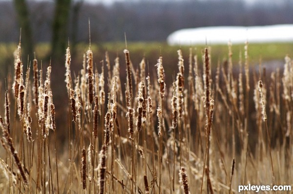 Cat tails