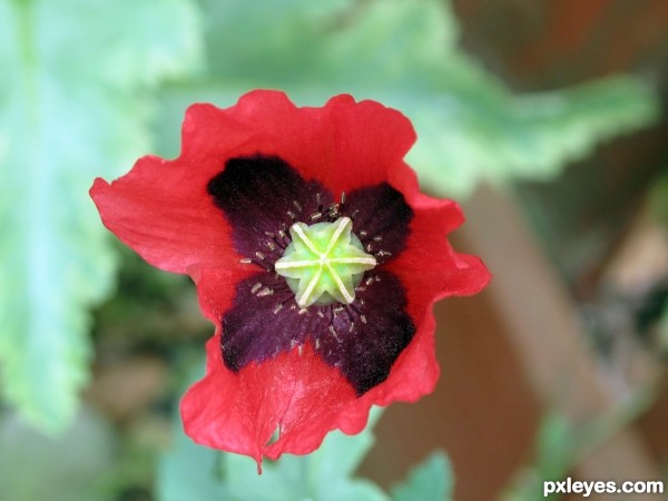 Common Poppy