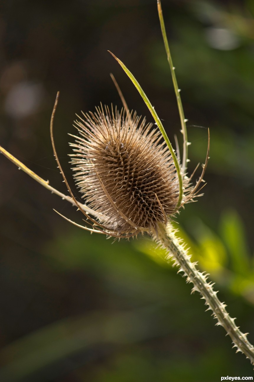 Dry weeds photoshop picture)