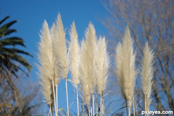 Pampas Grass