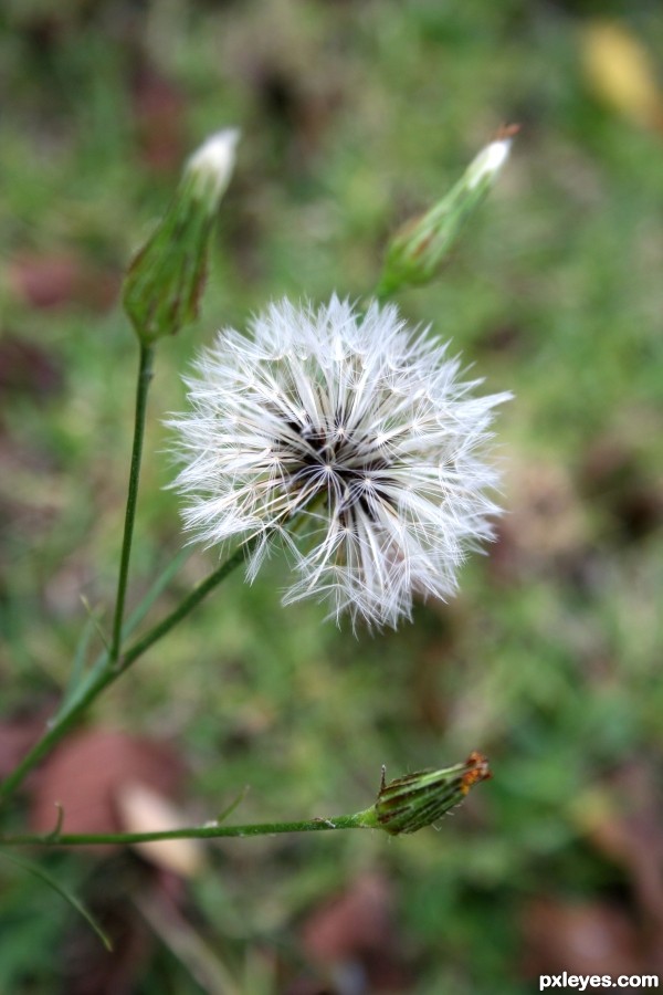 Puffy Weed