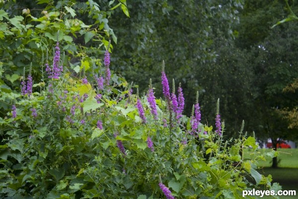 Purple Loosestrife