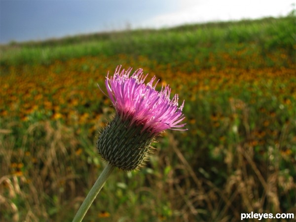 Creation of Single Thistle: Final Result