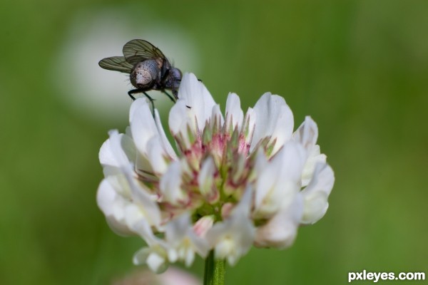 Small lawn flower