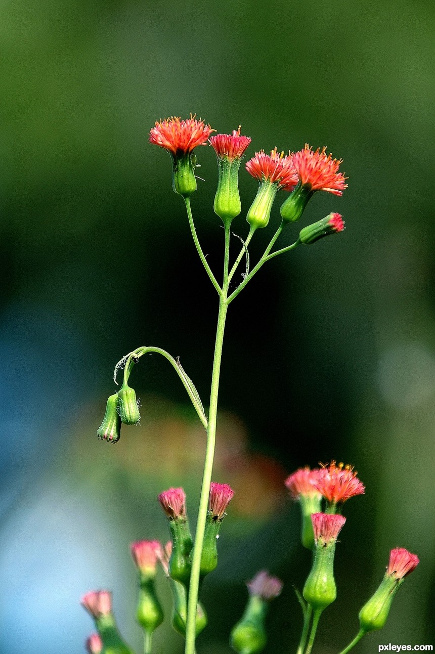 Summer thistle photoshop picture)