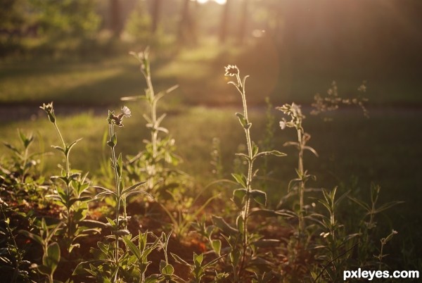 Sunlit Weeds