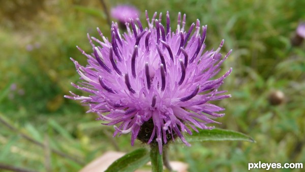 Thistle 