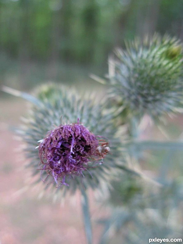 Thistle