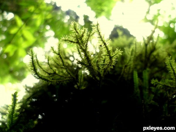 Weeds on tree trunk