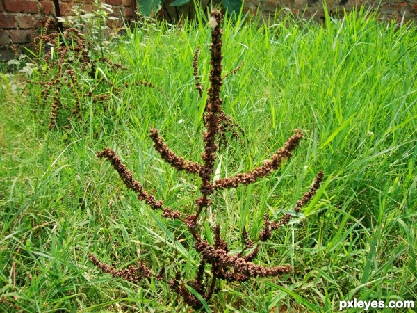 backyard weeds