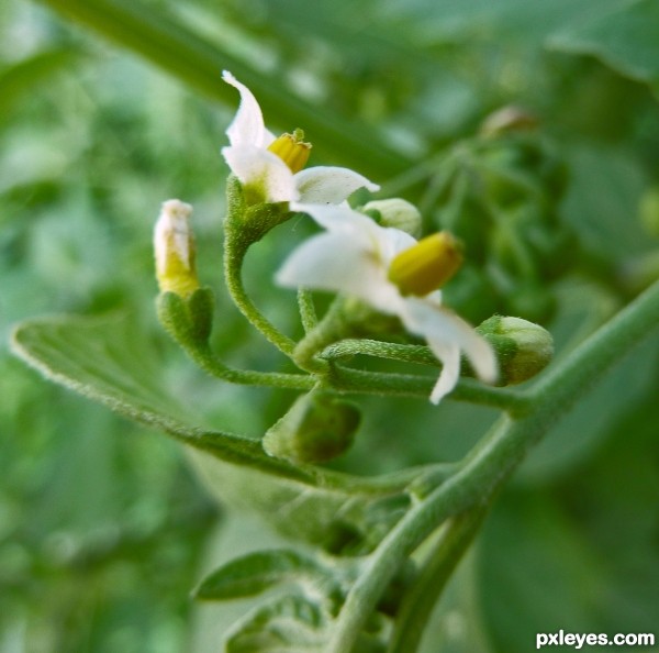 blooming weed