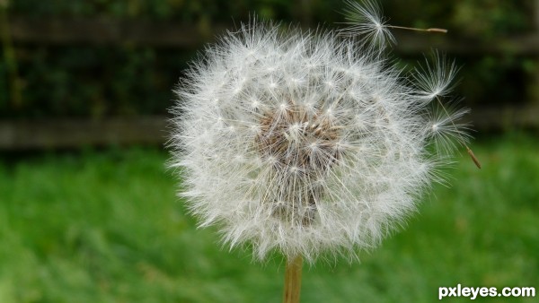 dandelion