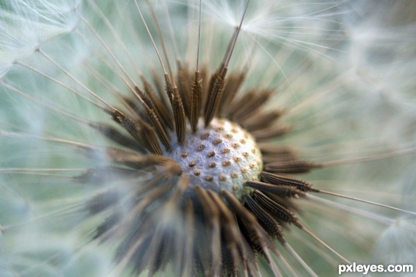 dandelion close up