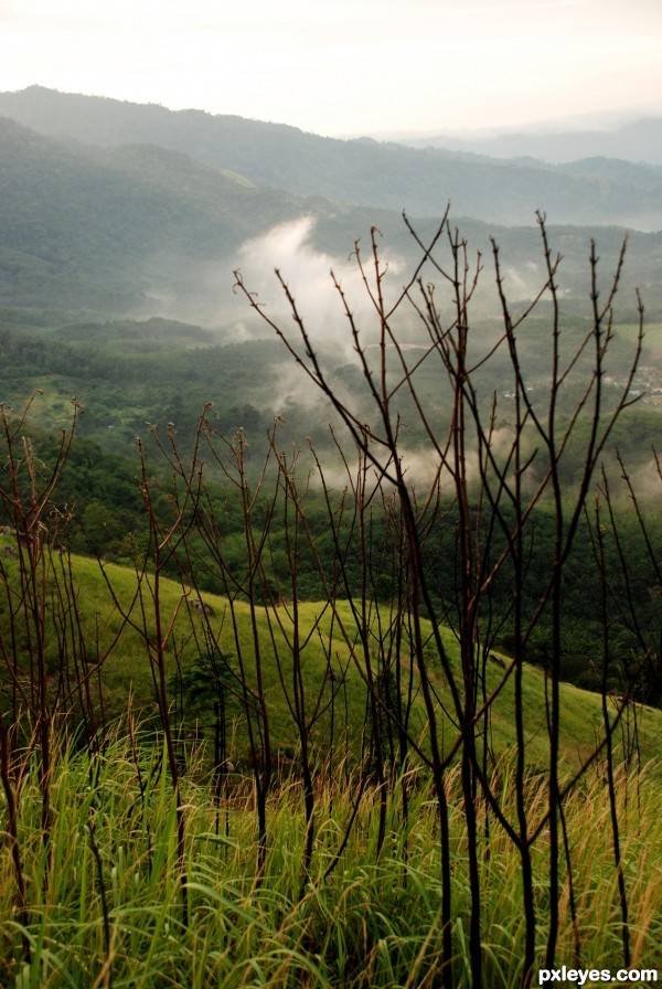 mountain weeds