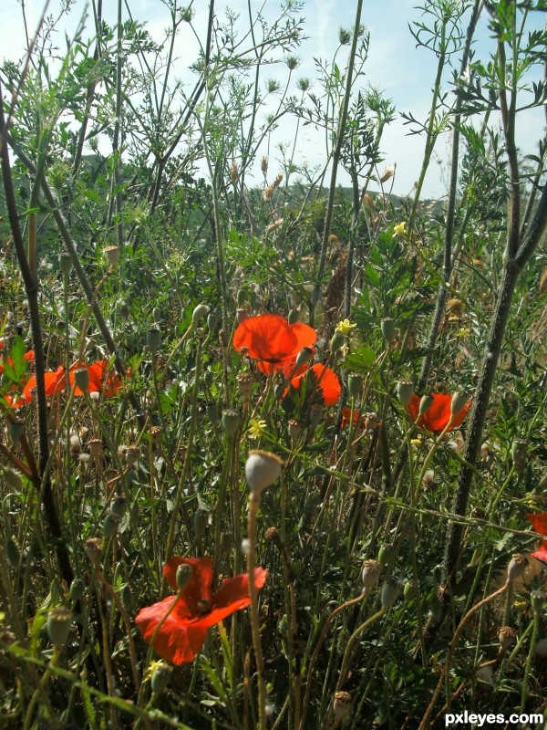 of poppies and other weeds